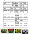 Классификация цветочных растений.png